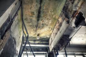 Professional Mold Removal Services in Savannah, TN